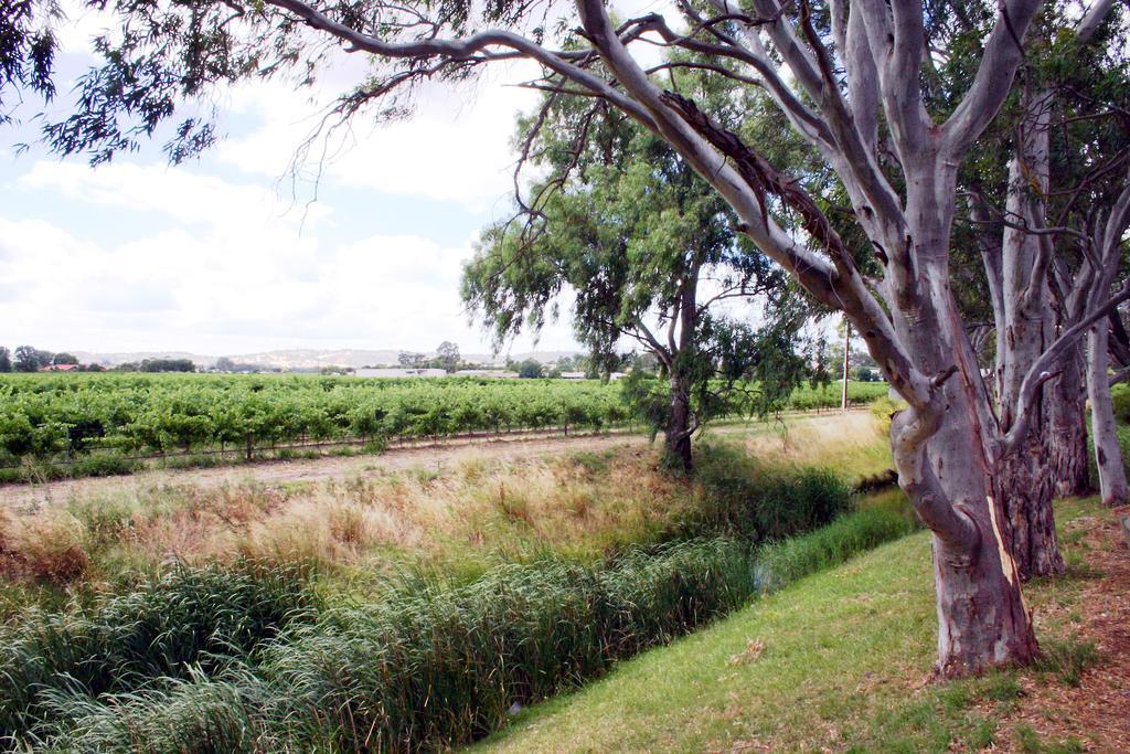 Vine Barossa