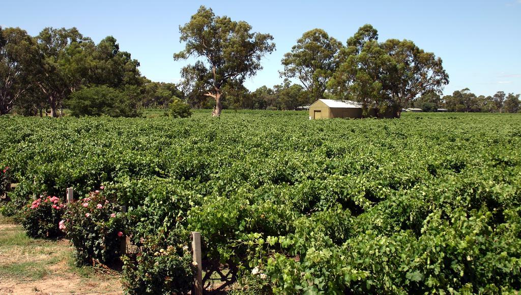 Motel Vine Barossa 4*